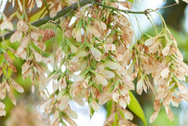 Kışın kül tohumu. Fraxinus Excelsior