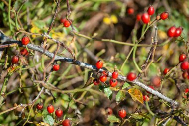 kalça ya da Rosa canina Olgun gül