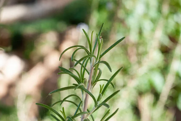 Bloeiende rozemarijn plant macro close-up detail — Stockfoto