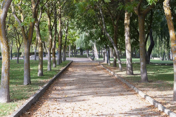 Осенний оливарес городской парк Замора, Испания — стоковое фото