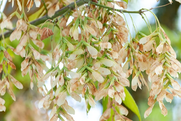 Kışın kül tohumu. Fraxinus Excelsior