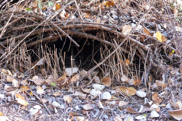 Madriguera de desierto zorro profundo — Foto de Stock