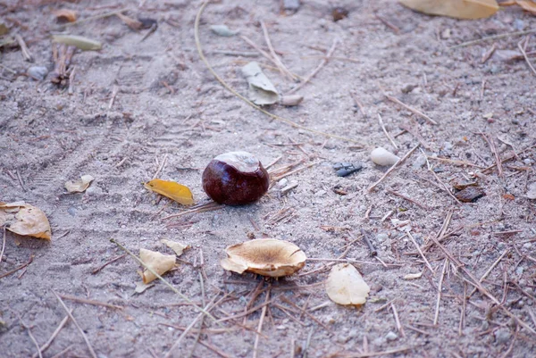 Herbst Kastanien Ökologie Saison Plantage — Stockfoto