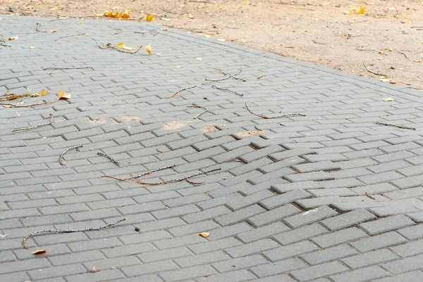 Uneven bricks floor around pine tree damaged — Stock Photo, Image