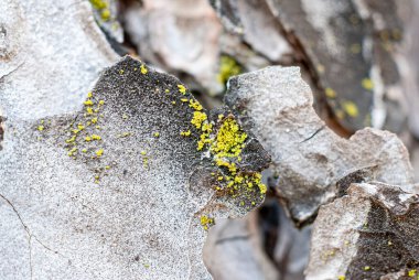 Sarı Lichen - Xanthoria parietina - Makro fotoğrafçılık. Kıyıda, parlak.