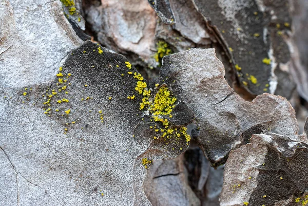 Amarelo Lichen - Xanthoria parietina - Fotografia macro. Shore, brilhante. . — Fotografia de Stock