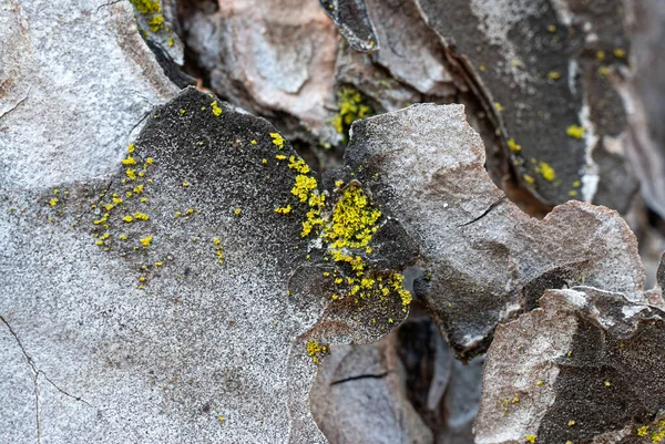 Sárga zuzmó - Xanthoria parietina - Makro fotózás. Shore, fényes. — Stock Fotó