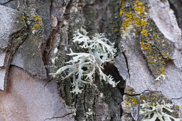 Evernia prunastri、オークモス、ブランチに地衣類. — ストック写真