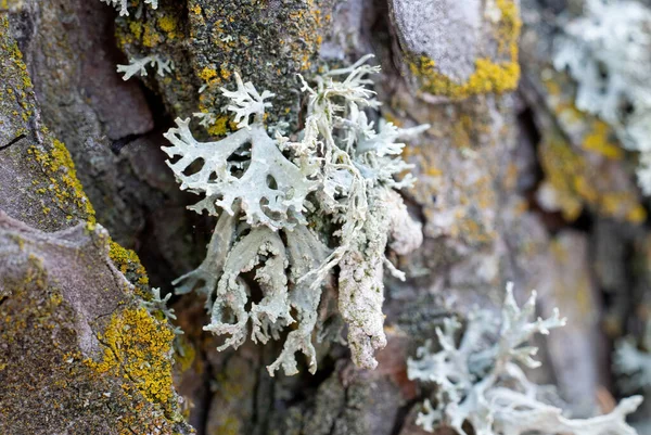 Evernia prunastri, mousse de chêne, lichen sur branche . — Photo