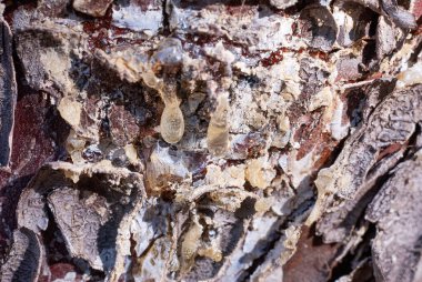 Soyut ahşap doku kabuğu, selvi ağacı. Bitki, odun