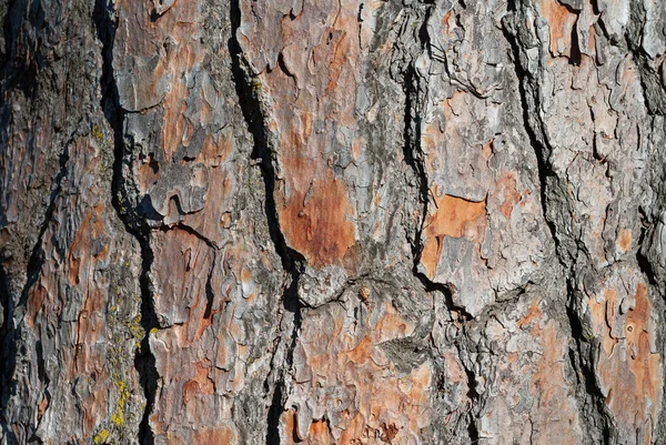 松の幹の樹皮質。閉じ込め、質感、背景自然素材. — ストック写真