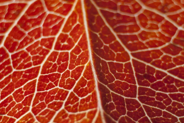 Macro close up red leave pattern