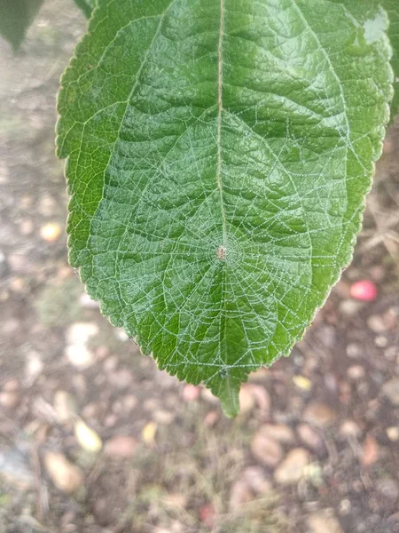 Yeşil, örümcek ağıyla ayrıldı. Eko kavramı