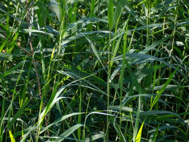 Juncus effusus (Yumuşak acele), İspanya 'da Tatami mat malzemeleri için kullanılır