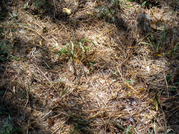 干枯的稻草经过漫长炎热的夏天后变得完美了 — 图库照片