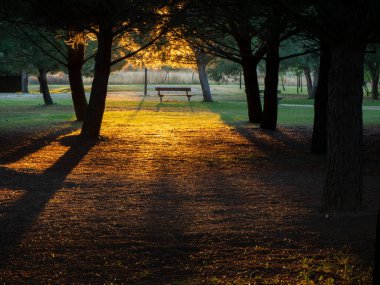 Yaz ormanlarına dökülen güneş ışığı mistik bir ortam yaratıyor.
