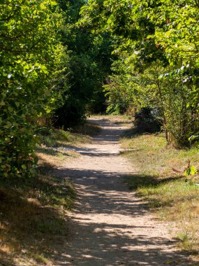 Yapraklı ormanda gizemli koşu yolu