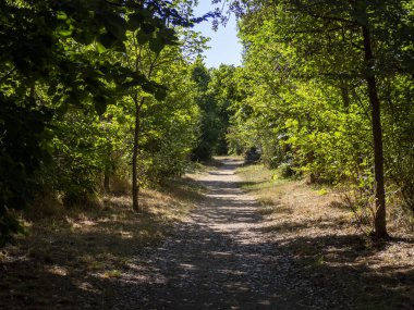 Yapraklı ormanda gizemli koşu yolu