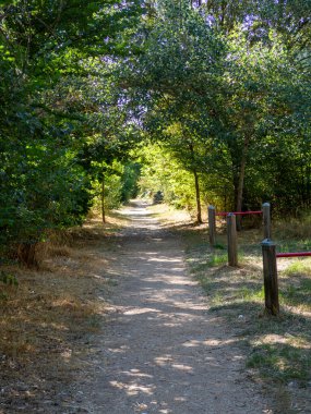 Yapraklı ormanda gizemli koşu yolu