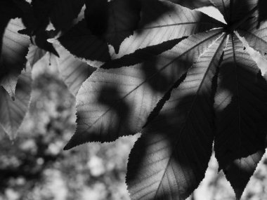 Açık siyah ve beyaz ile şeffaf hale gelen yeşil ağaç yaprakları