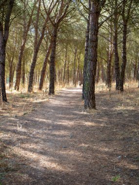 Yapraklı ormanda gizemli koşu yolu