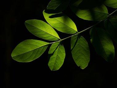 Yoğun yeşil ağaç yaprakları