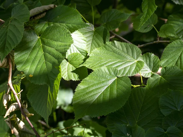 Πράσινα Φύλλα Δέντρου Που Γίνονται Διαφανή Φως — Φωτογραφία Αρχείου