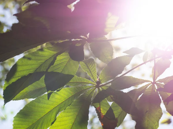 Parlak yeşil yapraklar ve güneş ışığı