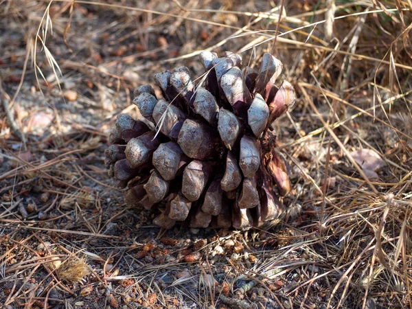 Schöne Tannenzapfen Wald Hautnah — Stockfoto