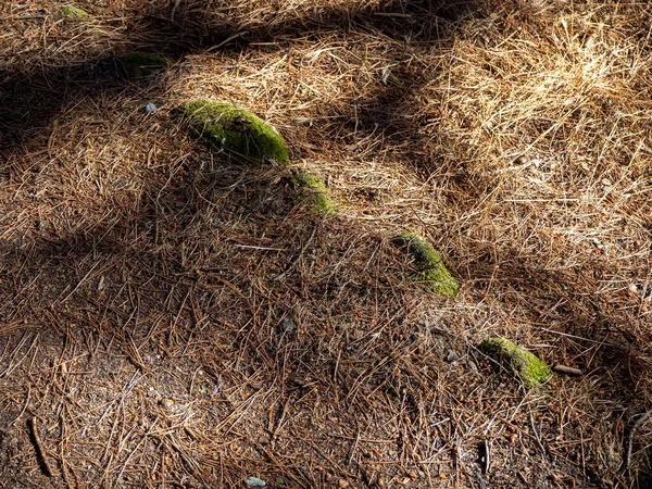 松の針で覆われた森の床 — ストック写真