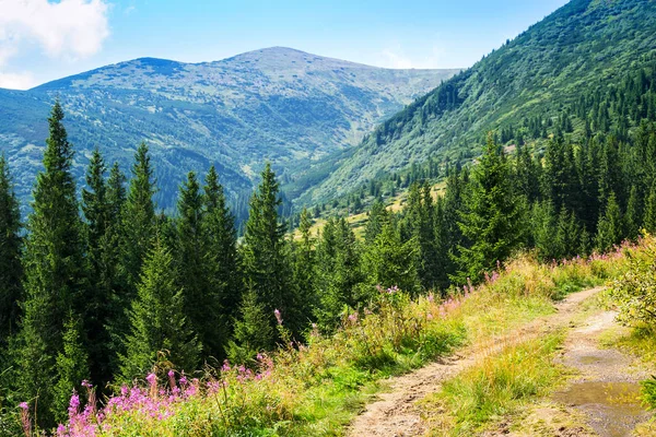 Dağ yolu üzerinde