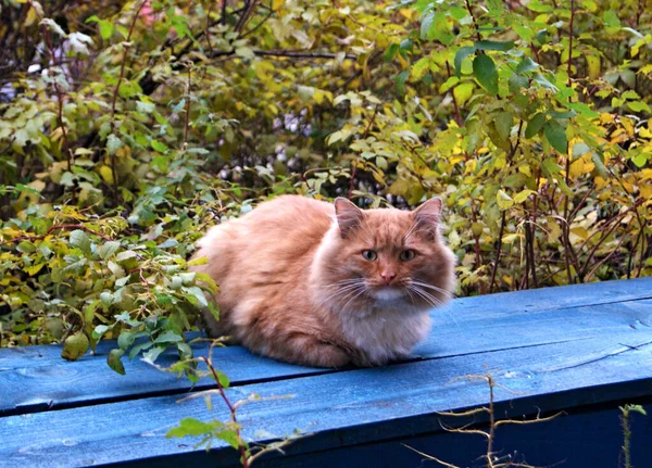 Czerwony Puszysty Kot Ukrywający Się Zaroślach — Zdjęcie stockowe