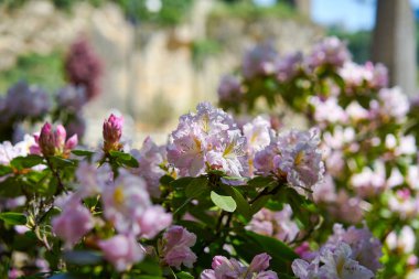 Şehir merkezinde çarpıcı bahar pembe çiçekler