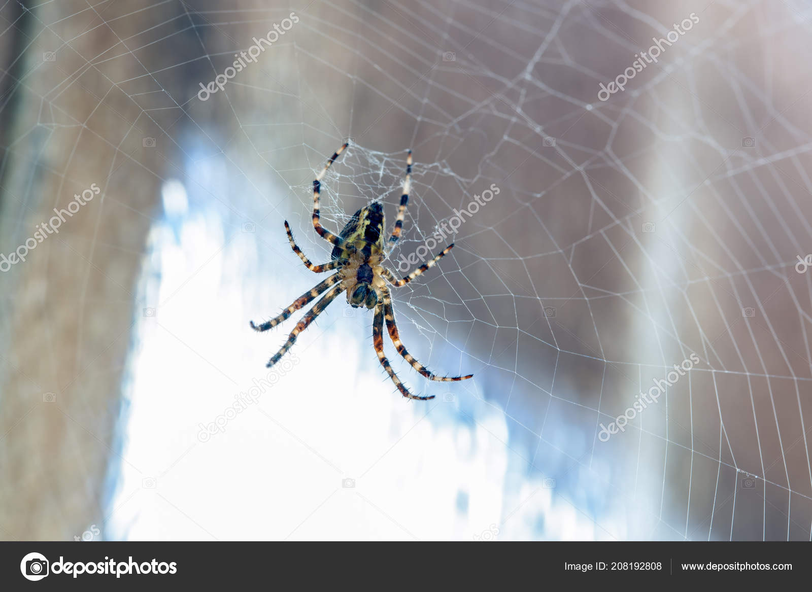 Oregon Spider Identification Chart