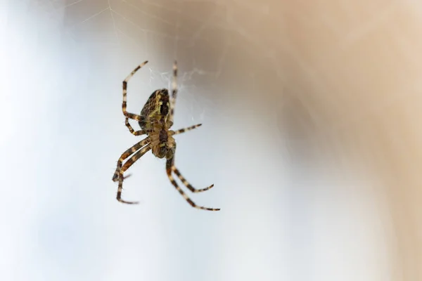 Araña Común Aire Libre Oregon Tejedor Orbe Cruzado Araneus Diadematus —  Fotos de Stock