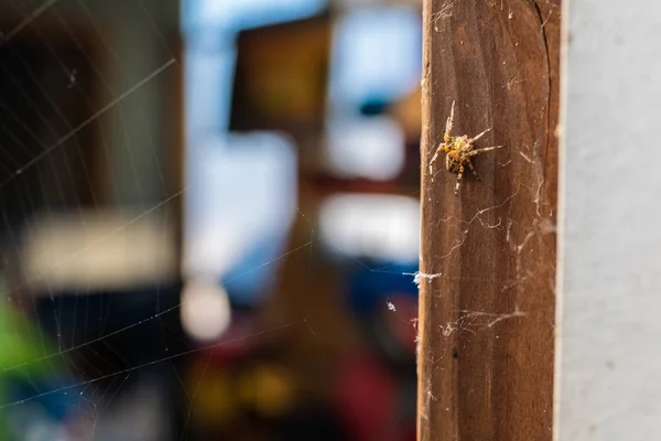 Загальні Відкритий Людина Павук Штаті Орегон Хрест Orb Уівер Araneus — стокове фото