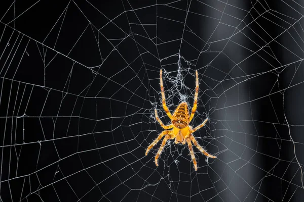 常见的户外蜘蛛在俄勒冈 十字架 Orb 织布工 大腹蛛丝 Diadematus 在网上 — 图库照片