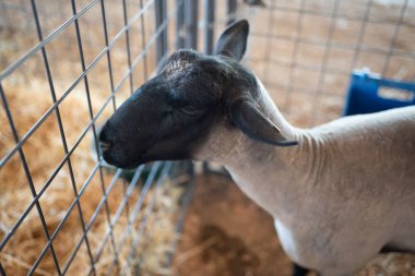 Kafesli muhafaza içinde bir çiftlikte hayvan hayvan