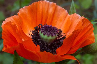 Vahşi haşhaş çiçek kadar kapatmak makro