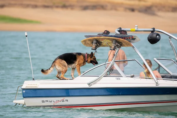 Λίμνη Hagg Ηπα Αύγουστος 2018 Ζευγάρι Μια Γερμανικός Ποιμενικός Σκύλος — Φωτογραφία Αρχείου
