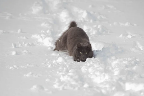 Russisch Blauw Grijze Kat Wandelend Door Diepe Sneeuw — Stockfoto