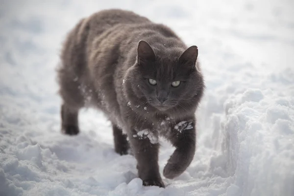 Russian Blue Gray Cat Walking Deep Snow — Stock Photo, Image