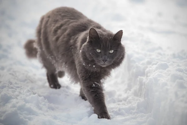 Russian Blue Gray Cat Walking Deep Snow — Stock Photo, Image