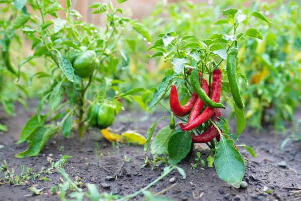 Pimentas Vermelhas Frescas Que Crescem Jardim — Fotografia de Stock