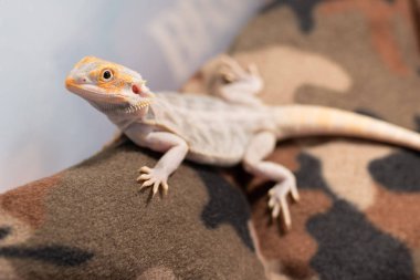 Küçük kahverengi gecko yukarı tırmanma.