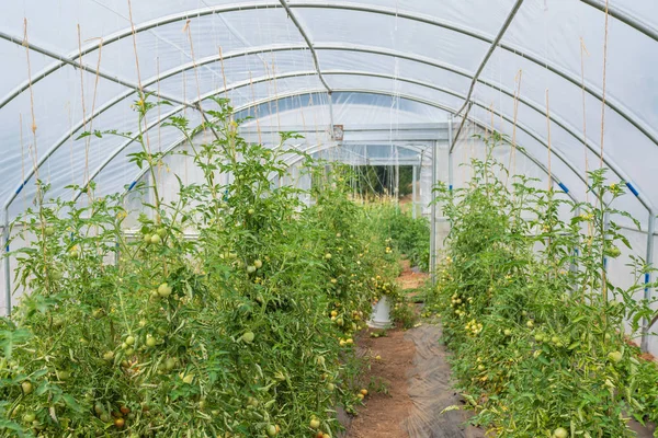 Tomaten Die Gewächshaus Wachsen — Stockfoto