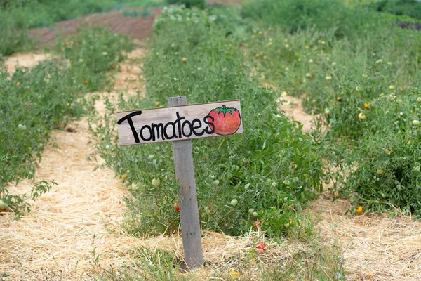 Tomatenreihen Auf Dem Bauernhof — Stockfoto