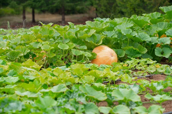 Zucca Nel Campo Della Fattoria — Foto Stock