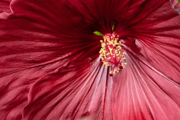 Hibiscus çiçek içinde