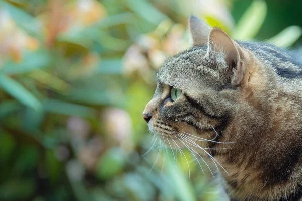 Tabby Cat Portrait Close — Stock Photo, Image